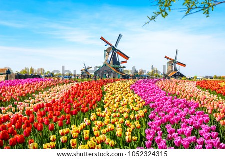 Landscape with tulips, traditional dutch windmills and houses near the canal in Zaanse Schans, Netherlands, Europe
