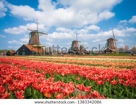 Landscape with tulips, traditional dutch windmills and houses near the canal in Zaanse Schans, Netherlands, Europe