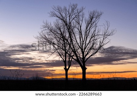 Landscape with two old poplar trees without leaves in winter, sky with clouds and mountains at sunset. Region of El Páramo, León, Spain.