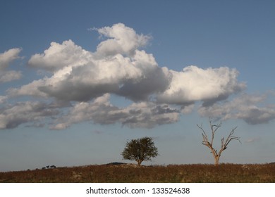 Landscape with two trees