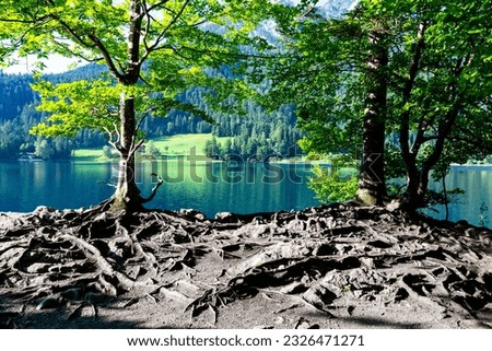 A landscape with two trees with large root system on the ground surface in the foreground on a lake shore in mountains. Hintersteiner lake in Scheffau am wilden Kaiser, Austria