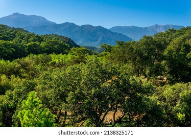 Landscape Of Typical Mediterranean Maquis Shrubland In Anatolia