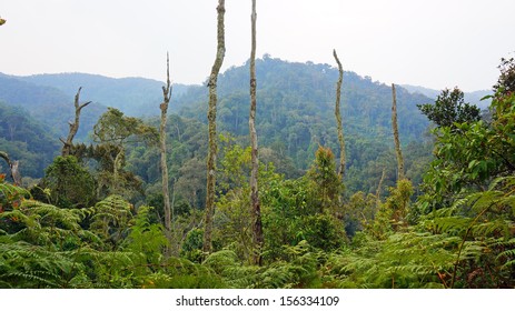 Landscape At Uganda. Gorilla Trekking