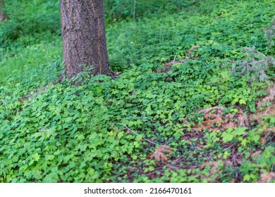 8,196 Undergrowth woods Images, Stock Photos & Vectors | Shutterstock