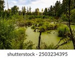 Landscape at upland moor in Pfrunger Ried, Germany