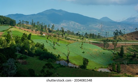 1,499 Vegetable Garden With Fence From Sky Images, Stock Photos ...