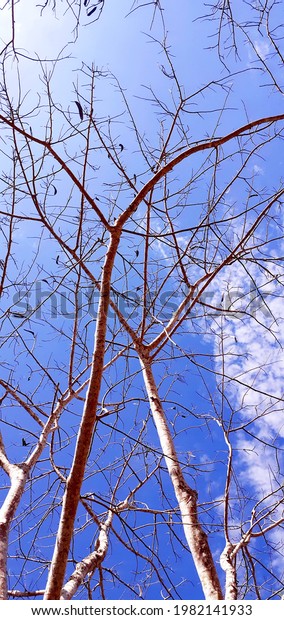 Landscape, vertical, shaving brush tree, with\
blue sky, white clouds, trees without leaves, from bottom to above\
view of a high and strange form of plant many branches against,\
nature background.