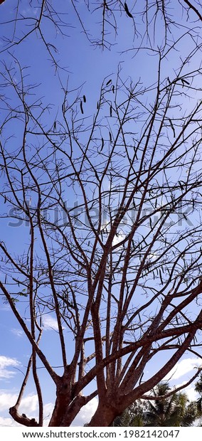 Landscape, vertical, shaving brush tree, with\
blue sky, white clouds, trees without leaves, from bottom to above\
view of a high and strange form of plant many branches against,\
nature background.
