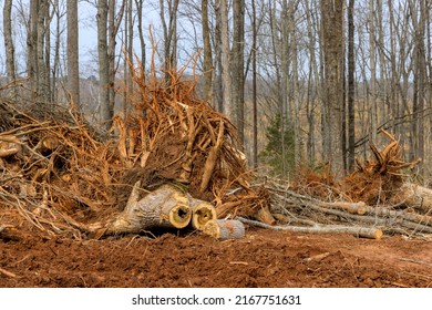 Landscape View After Trees Have Been On Land Clearing For Started Work Development Construction New Residential Subdivision