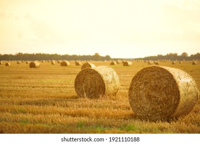 Landschaftsbild der landwirtschaftlichen Parzellen verschiedener Kulturen. Haybale Felder und Bauerngebiete Litauens. Sonniger Sommerabend.