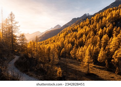Landscape view of an autumn sunset over the Loetschental valley and its golden larches in Wallis, Switzerland