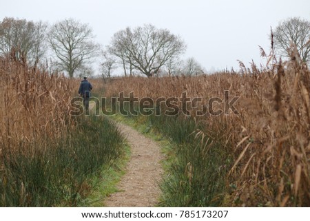 Landscape view of back of man walking away along path surrounded by reed and trees at nature reserve on Norfolk Broads in East Anglia England on a cold Winter day