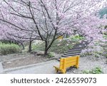 Landscape View Beautiful Cherry Blossom (Sakura) At Wuling Farm In Spring, Taichung, Taiwan