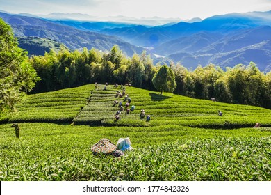 Landscape View Of Beautiful Oolong Tea Gardens With Farmers Plucking New Spring Tea At Sunrise, Wujie (Home of Clouds), Nantou, Taiwan