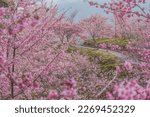Landscape View Of Beautiful Sakura At Cherry Blossoms Garden, Fushoushan Farm, Lishan, Taichung, Taiwan