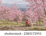 Landscape View Of Beautiful Sakura At Cherry Blossoms Garden, Fushoushan Farm, Lishan, Taichung, Taiwan