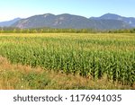 Landscape view of corn fields and a mountain range found in southwestern British Columbia, Canada near Abbotsford. 