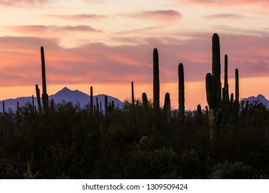 Landscape View During Sunset In Saguaro National Park Near Tucson, Arizona.