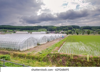 A landscape view of a farmland, plastic-made glass houses, rice field, in rainy season with overcast sky background. Japan. 