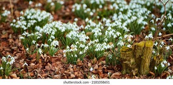 Landscape View Of Flowers In Spring Through Change In Season. Beautiful Group Of Small White Flowers In A Garden Outside In Nature. Pine Bark Protecting The Soil From Drying Out The Plants Beauty.