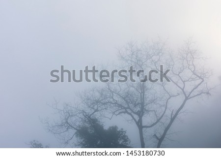 Landscape view of foggy day with tree branch at northern of Thailand