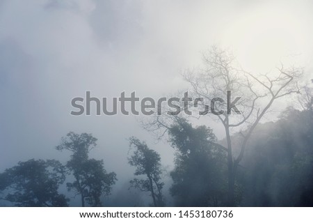 Landscape view of foggy day with tree branch at northern of Thailand
