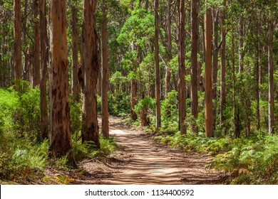 Landscape View Of Forestry Track Winding Through A Tall Karri Forest At Boranup In Western Australia.