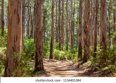 Landscape View Of Forestry Track Winding Through A Tall Karri Forest At Boranup In Western Australia.