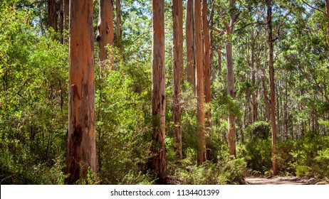 Landscape View Of Forestry Track Winding Through A Tall Karri Forest At Boranup In Western Australia.