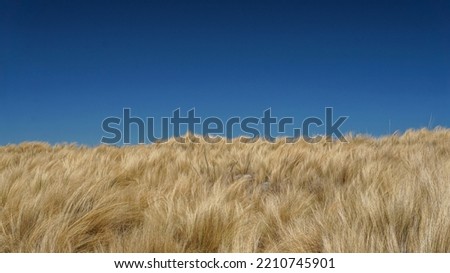   landscape view of a golden long grass field with a blue sky behind                              
