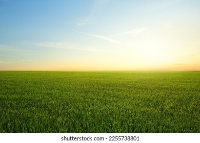 Landscape view of grass field with  sunrise background.