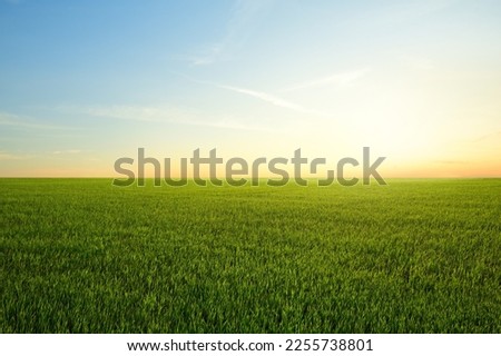 Landscape view of grass field with  sunrise background.