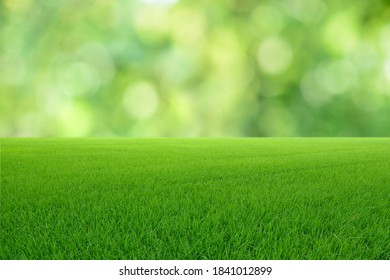 Landscape View Of Green Grass With Green Bokeh Background.