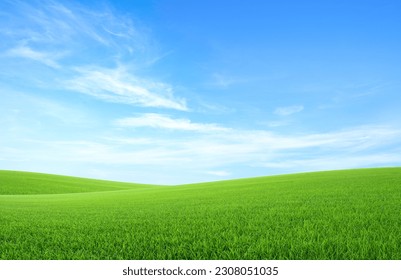 Landscape view of green grass field with blue skybackground. - Shutterstock ID 2308051035