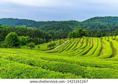 A landscape view of the green tea fields of Boseong in the early morning, south korea

