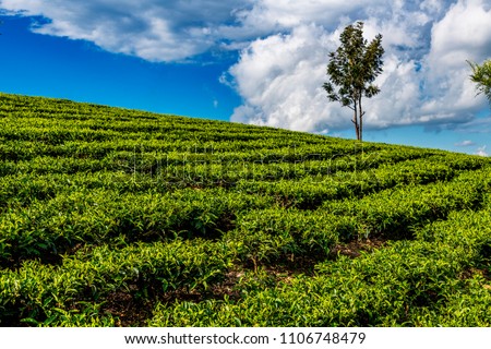 Image result for taking hot tea in western Kenya