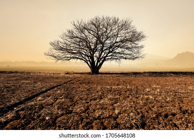 Landscape View Lonely Dead Tree Under Cracked Dry Land Without Water With Nature Background, Global Warming Concept. 