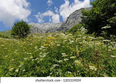 Landscape view of meadow flowers in full bloom on the hills around Col de la Forclaz France