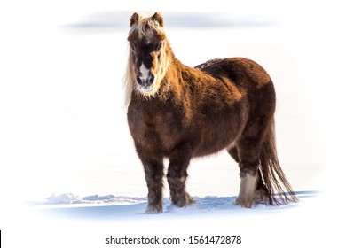 Landscape View Of Miniature Horse In A Snow Covered Field. This Mini Has A Fluffy Winter Coat And Frost On Nose And Mouth. Side Lighting From The Sun Illuminates The Thick Coat Of Fur.