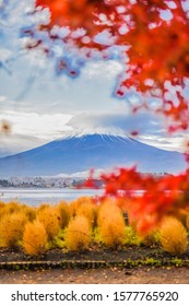 Landscape View Of Mount Fuji and Kawaguchi Lake With Kochia And Maple Leaves From Oishi Park At Sunrise, Minamitsuru, Yamanashi, Japan