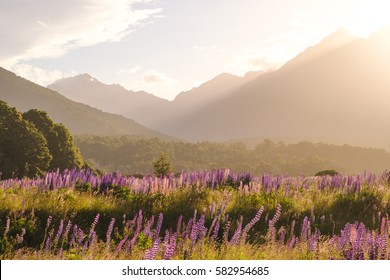 Landscape view of mountain range with lupine flowers at sunset, Fjordland, New Zealand
