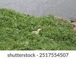 Landscape view of  Nauka Vihar Lake or Ramgarh tal lake of Gorakhpur in a cloudy rainy weather 