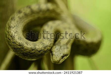 Landscape view of a nearby snake (Coronella austriaca)coiling and climbing a tree. It resembles the two-headed eagle (Laurentit crested eagle) in the Habsburg coat of arms.This reptile is harmless.