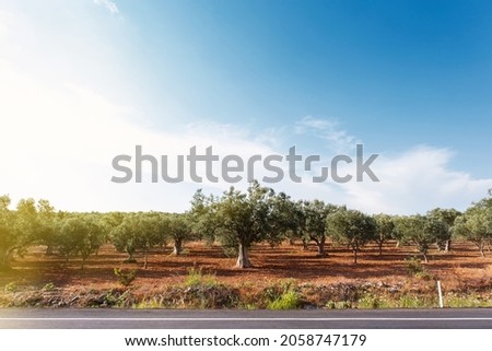 Landscape view of olive tree field with cloudy sky. Shot with selective focus. Focus on the foreground.