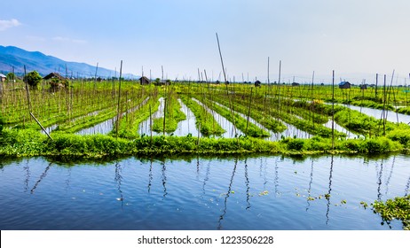 Landscape view of organic floating gardens on Inle lake , cloudy sky and reflection, Myanmar (Burma), wide format - Powered by Shutterstock