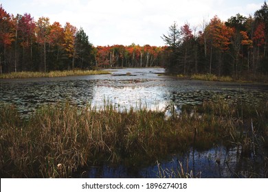 Landscape View Overlooking A Wetland Surrounded By Autumn Leaves In Ontario, Canada.