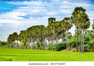 36 Palakkad palm tree Images, Stock Photos & Vectors | Shutterstock