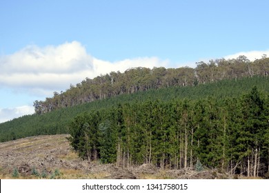 Landscape View Of Pine Trees Plantation Forestry In A Farm  In Tasmania, Australia. No People. Copy Space