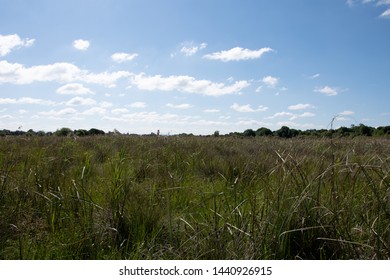 Landscape View Of Pollardstown Fen, County Kildare 