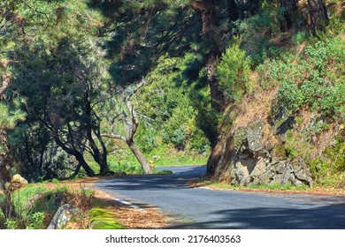 Landscape view a road or street with wild fir, cedar or pine trees growing in La Palma, Canary Islands, Spain. Green environmental nature conservation, coniferous forest in remote tourism destination